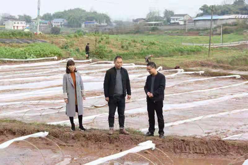 合川土場(chǎng)最新動(dòng)態(tài)更新，今日最新資訊速遞