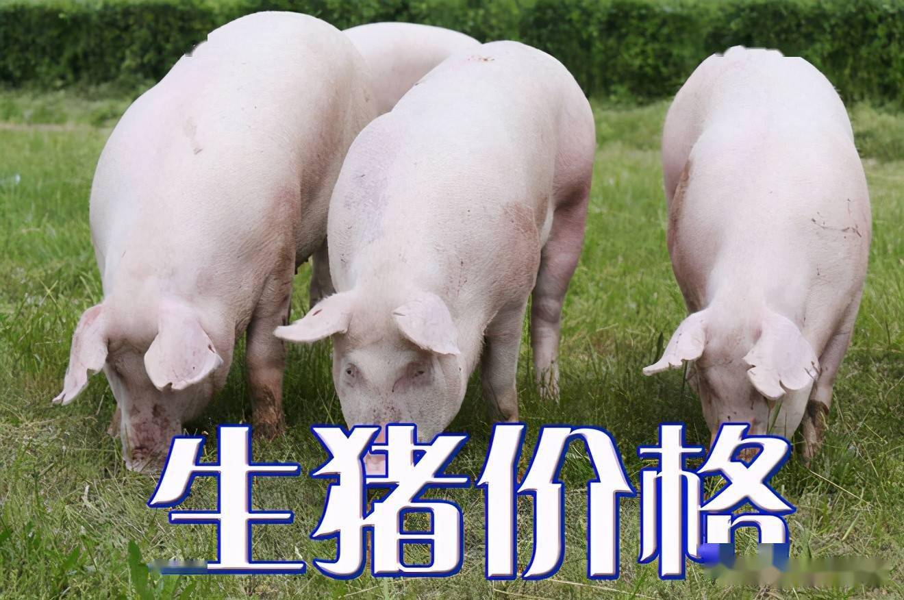 濰坊今日生豬價格探索，一場綠色之旅尋找內(nèi)心平靜