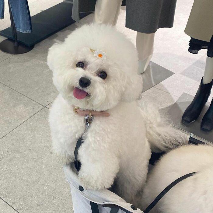 小巷中的寵物奇緣，比熊犬的價(jià)格探秘