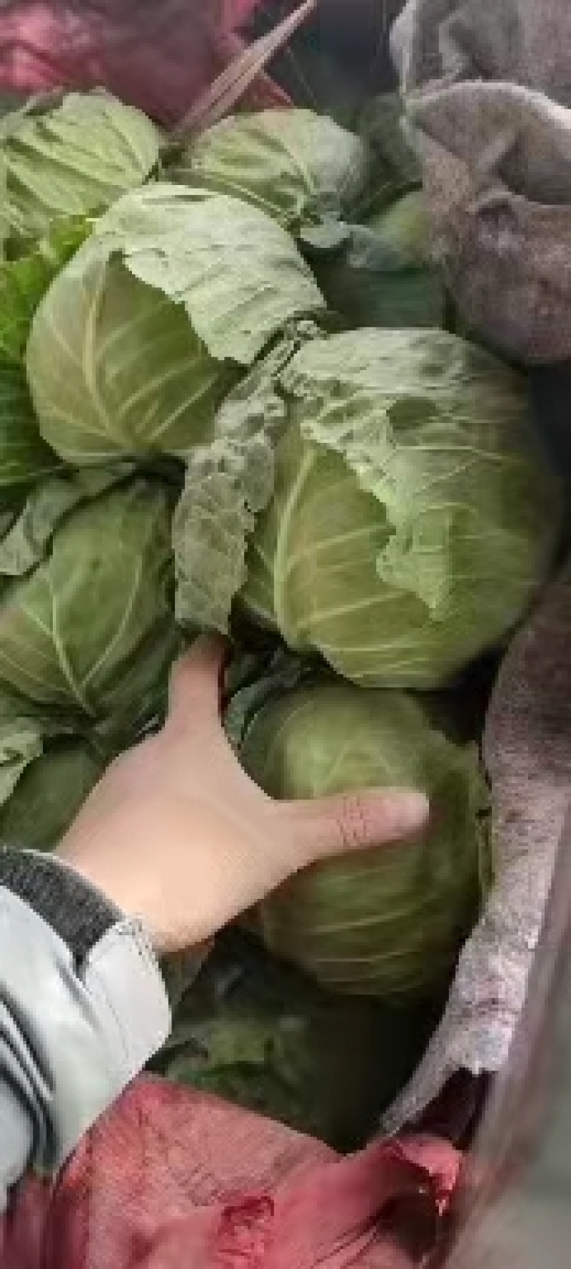 永年甘藍(lán)最新價(jià)格及市場(chǎng)走勢(shì)、種植要點(diǎn)與購(gòu)買指南全解析