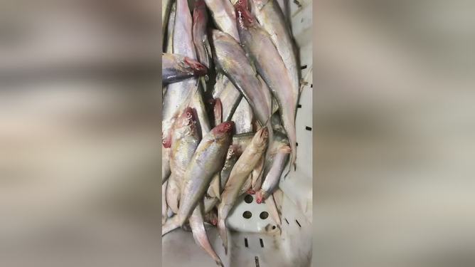最新魚視頻，海洋生態(tài)與觀賞魚文化的精彩交融