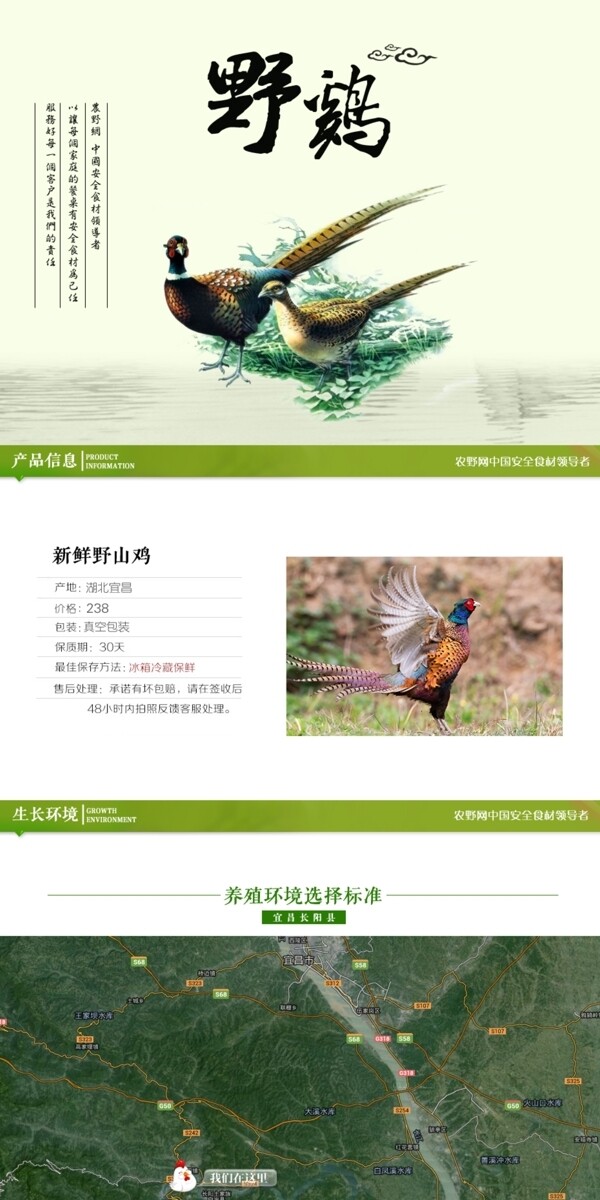 深度剖析，最新山雞的背景、事件與地位概述