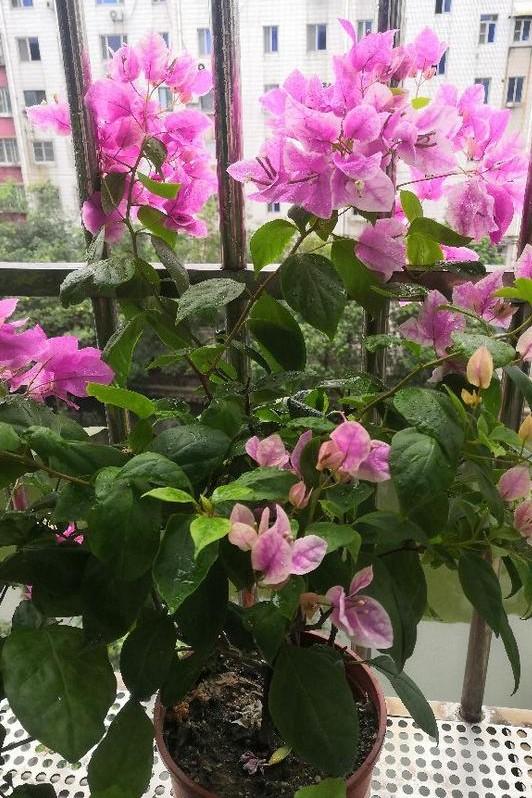 小巷深處的獨(dú)特花語(yǔ)，最新殘花之美