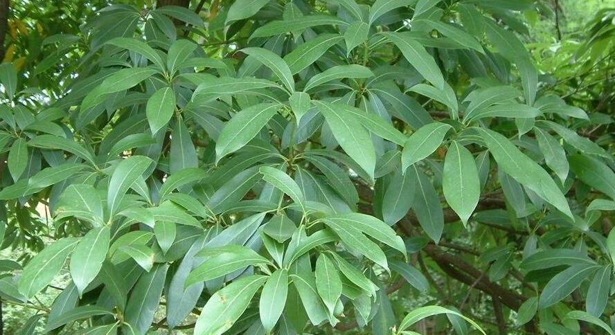 南山楠最新，自然美景的輕松探索之旅