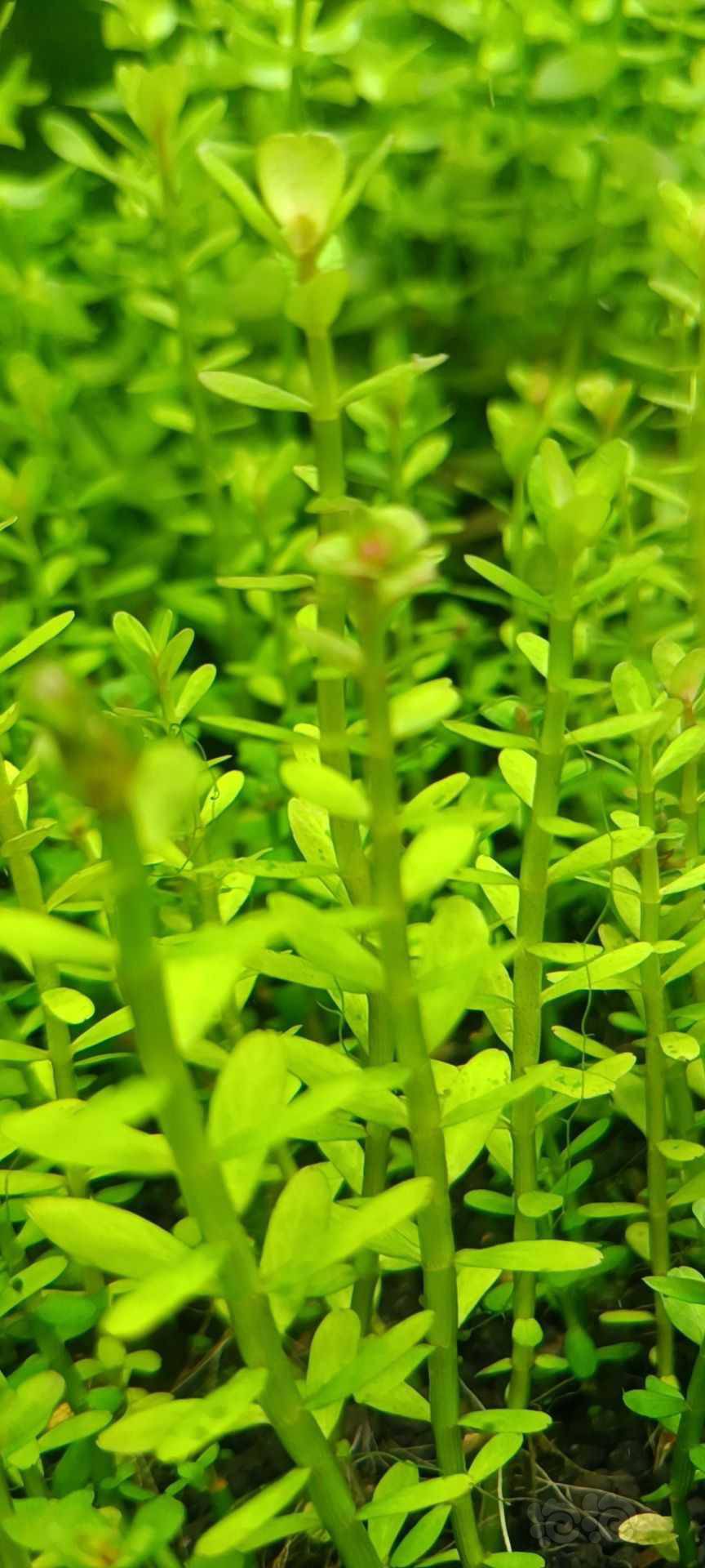 最新福利草草，自然美景之旅，探尋內(nèi)心平和與喜悅的旅程