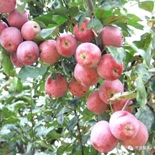 西太后愛心包最新系列，時(shí)尚與慈善的完美結(jié)合，展現(xiàn)獨(dú)特魅力風(fēng)采