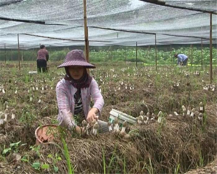 食用菌最新讀音及其背景、發(fā)展與地位概述